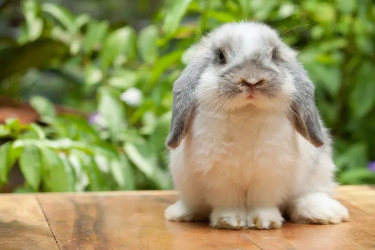 How Do Rabbits Get Ear Mites: Symptoms, Diagnosis, and Treatment
