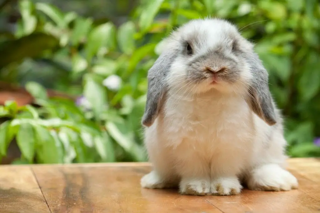 How Do Rabbits Get Ear Mites Symptoms, Diagnosis, and Treatment
