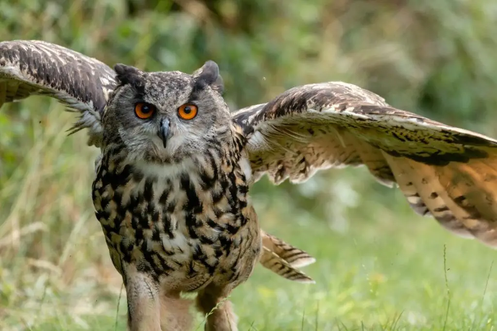 Owls Versus Hawks Fascinating Similarities and Differences