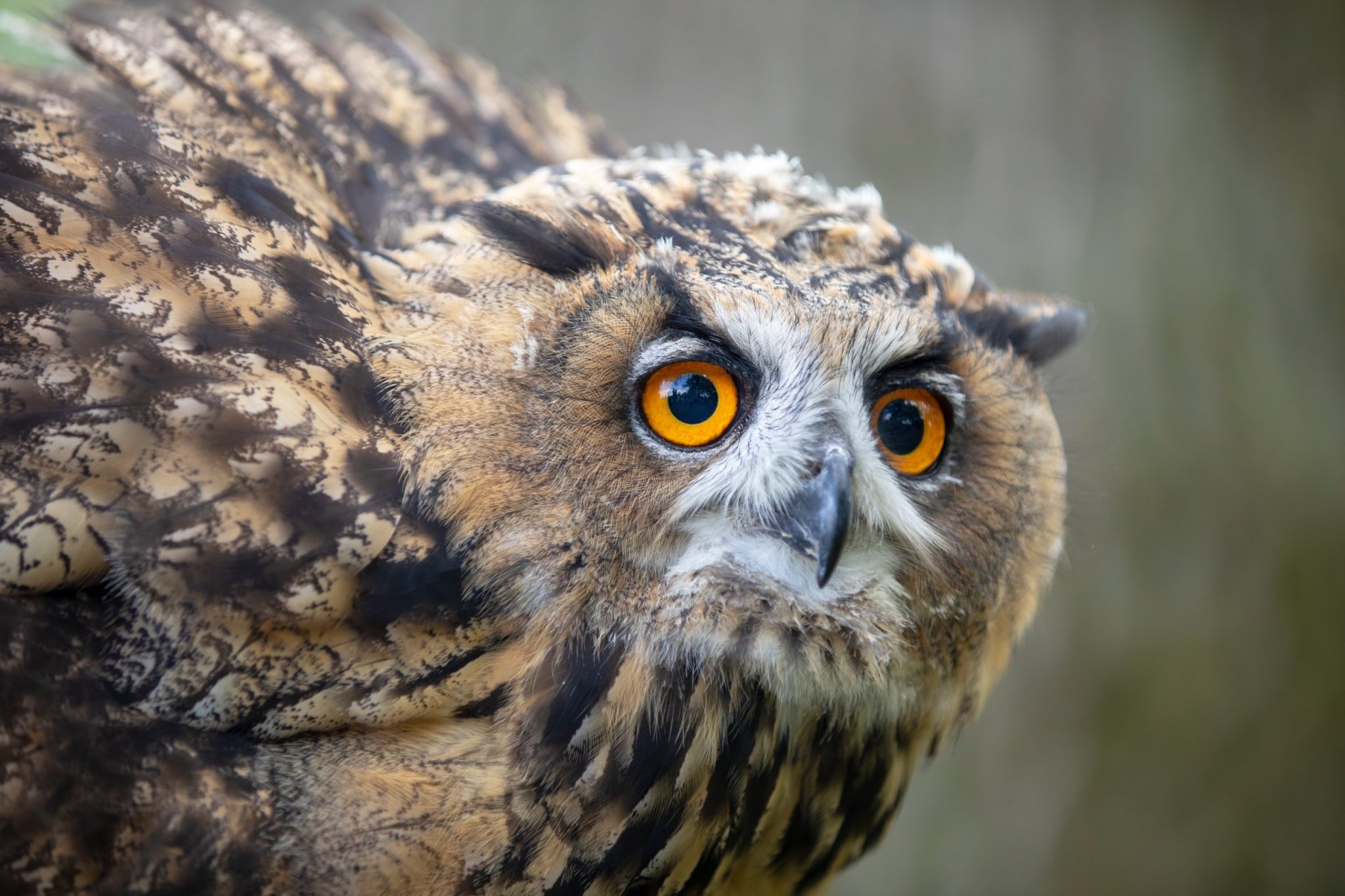 Worlds Biggest Owl: Facts About Some of the Biggest Owls in the World