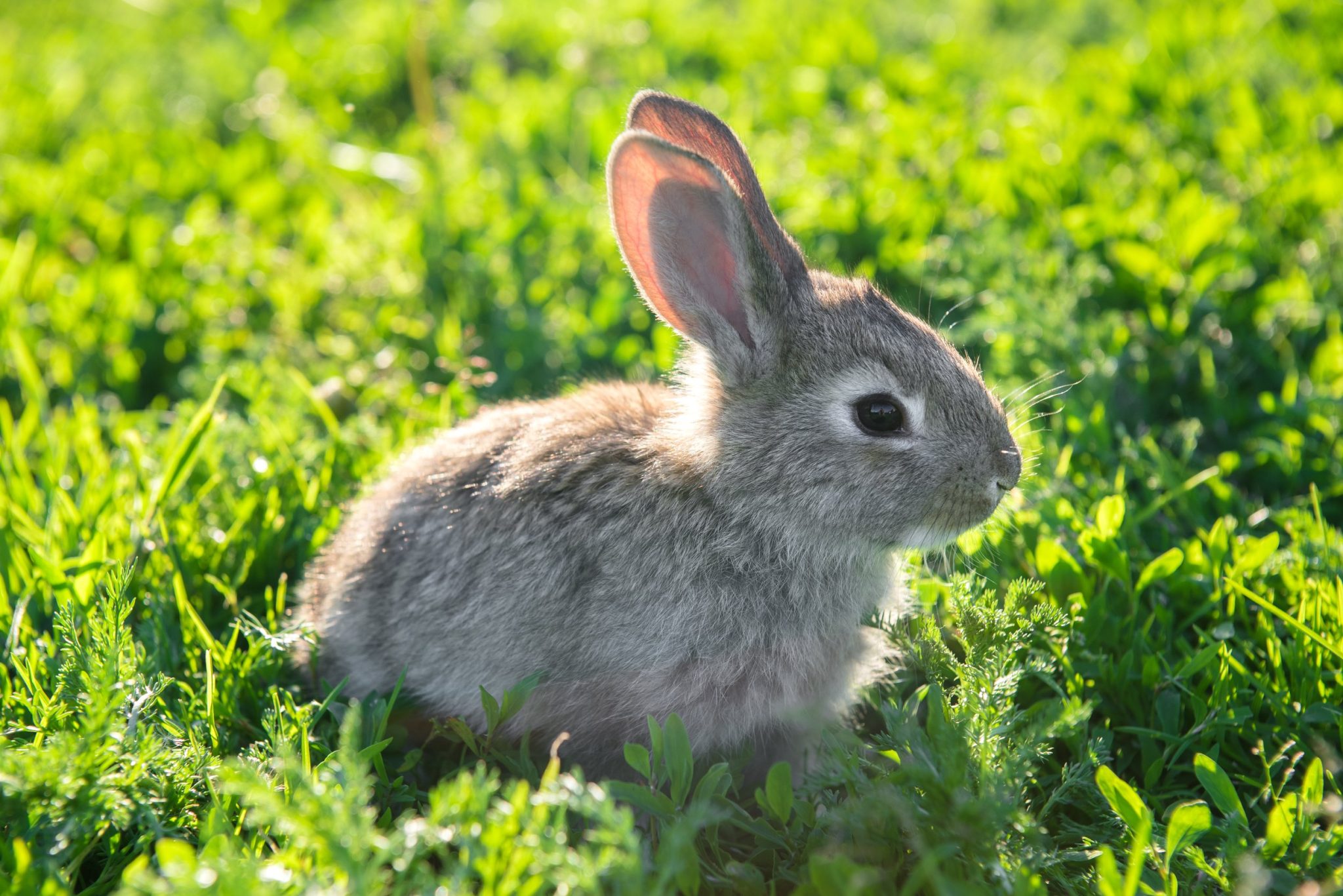 Can Rabbits Get Worms Symptoms, Causes, Diagnosis, and Treatment