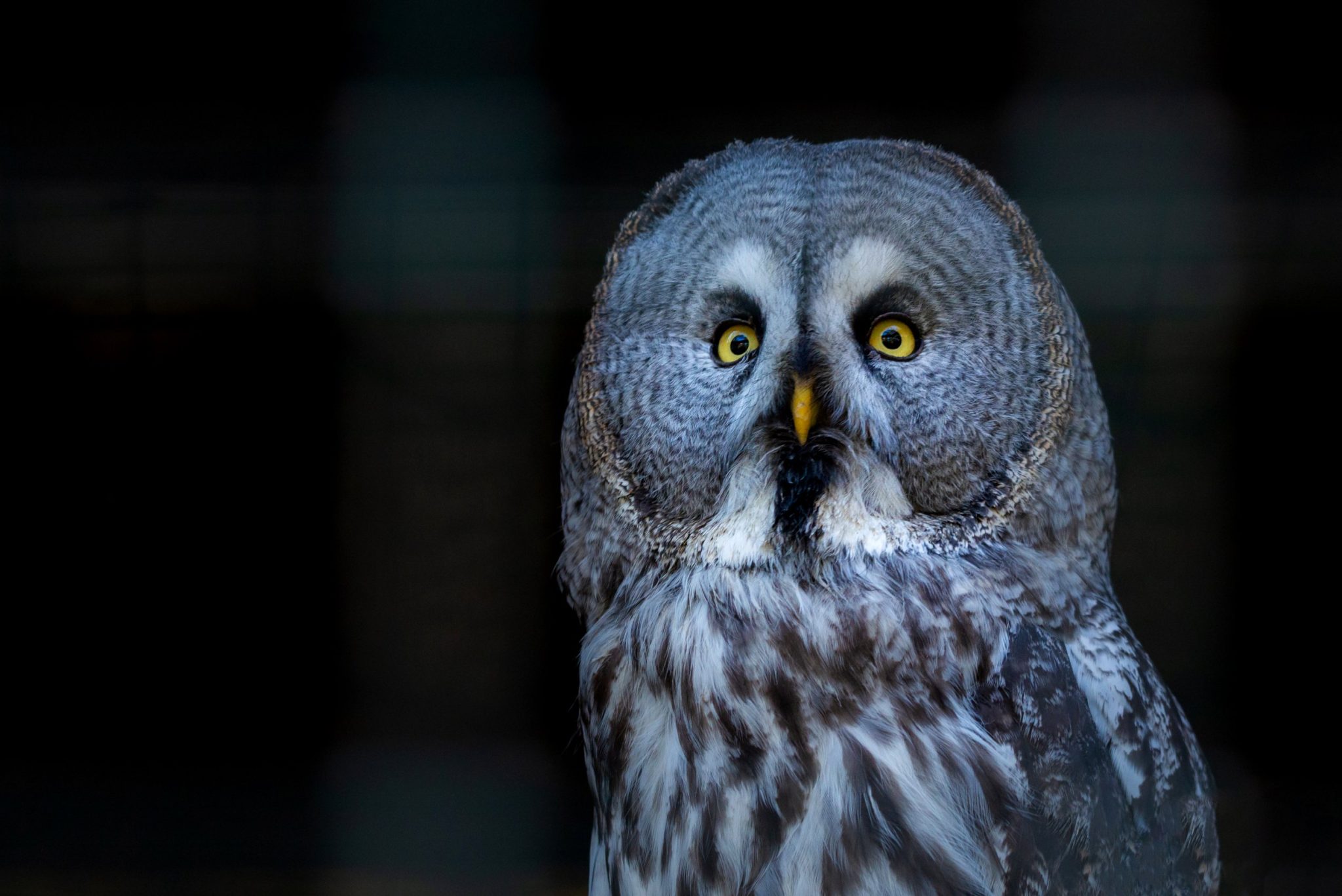 Do Owls Keep Snakes as Pets The Interesting Relationship Between