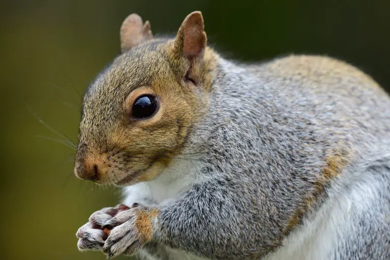 Where Do Squirrels Poop: All About Squirrels’ Poop