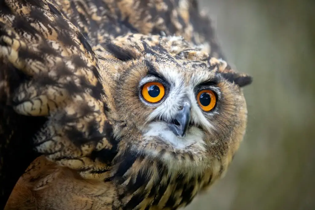 Owls Versus Hawks Fascinating Similarities and Differences