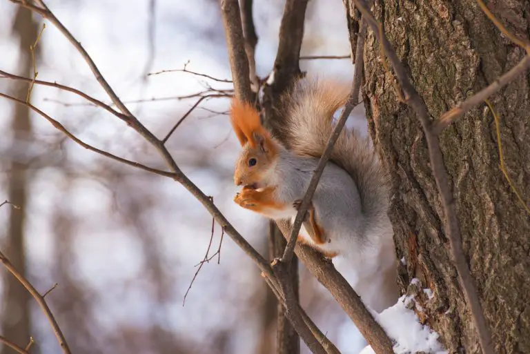 Where Does the Squirrel Live: Facts About the Habitat of This Rodent