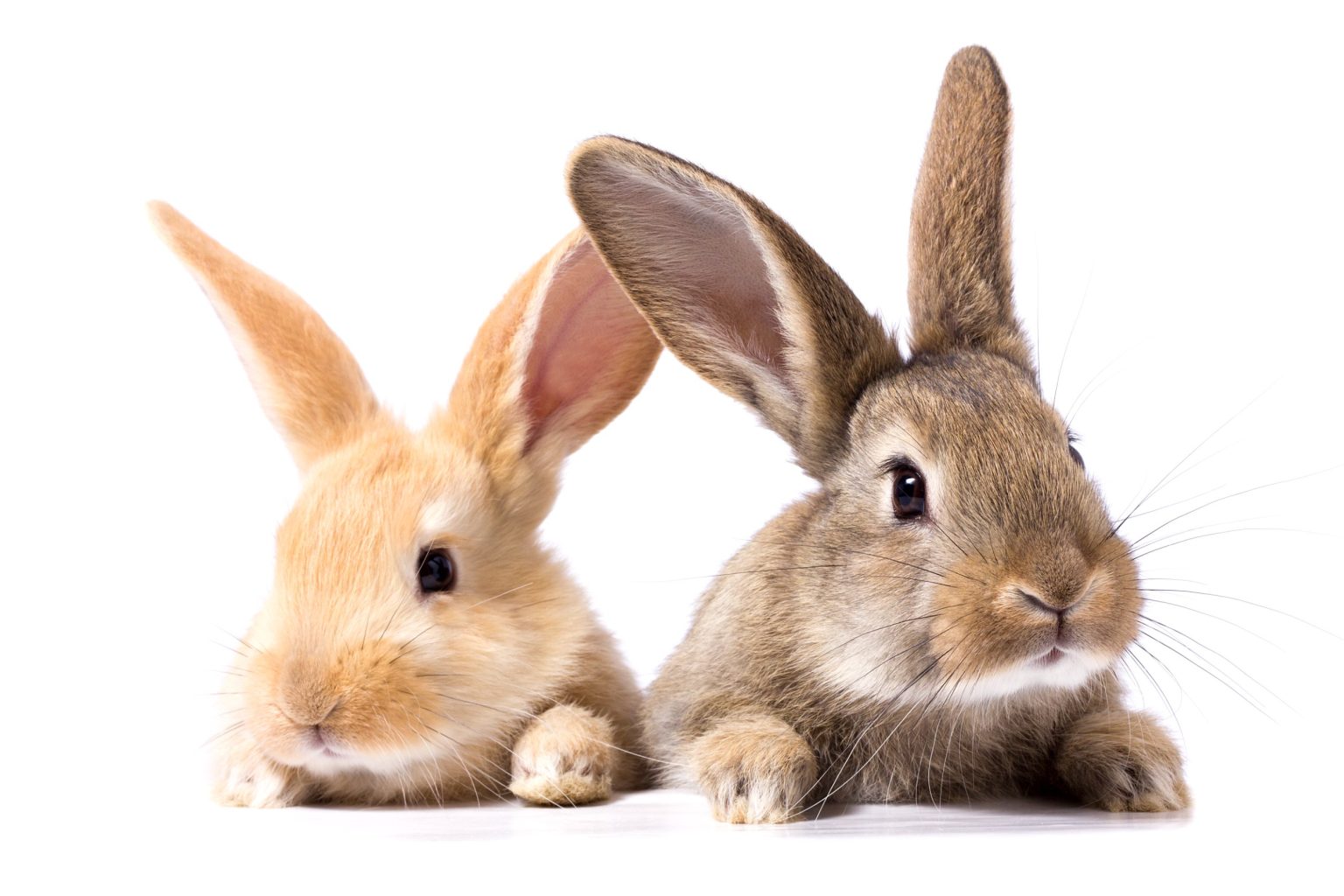 When Do Rabbits Mate Rabbit's Reproduction, Mating, and Breeding Process