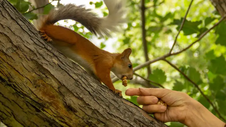 Do Squirrels Eat Peanuts: Which Peanuts Are Best for Them?