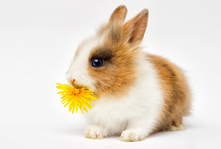 Are Rabbits Intelligent: The Cognitive Ability of Rabbits