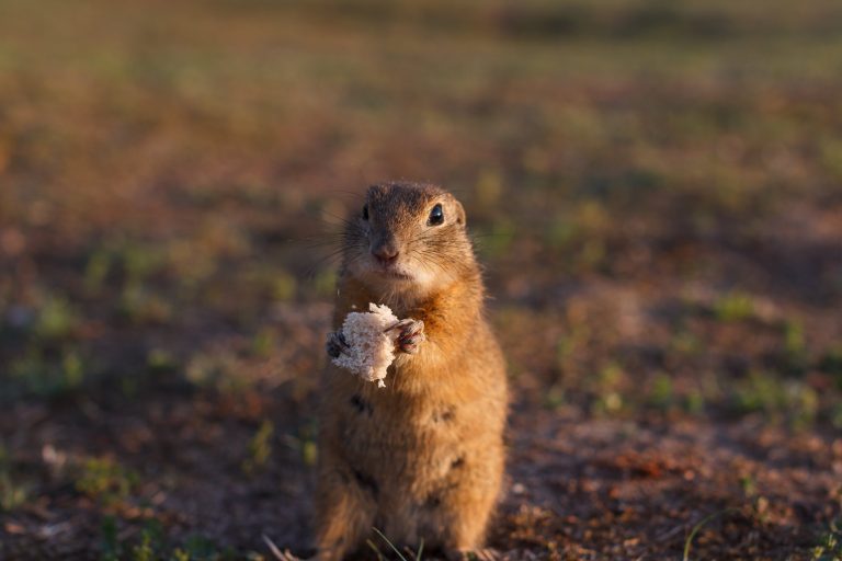 Can Squirrels Eat Bread: How to Incorporate Bread in the Diet of Squirrels