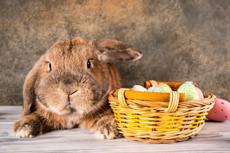 Can Rabbits Fart: Understanding Gas Buildup in Rabbits