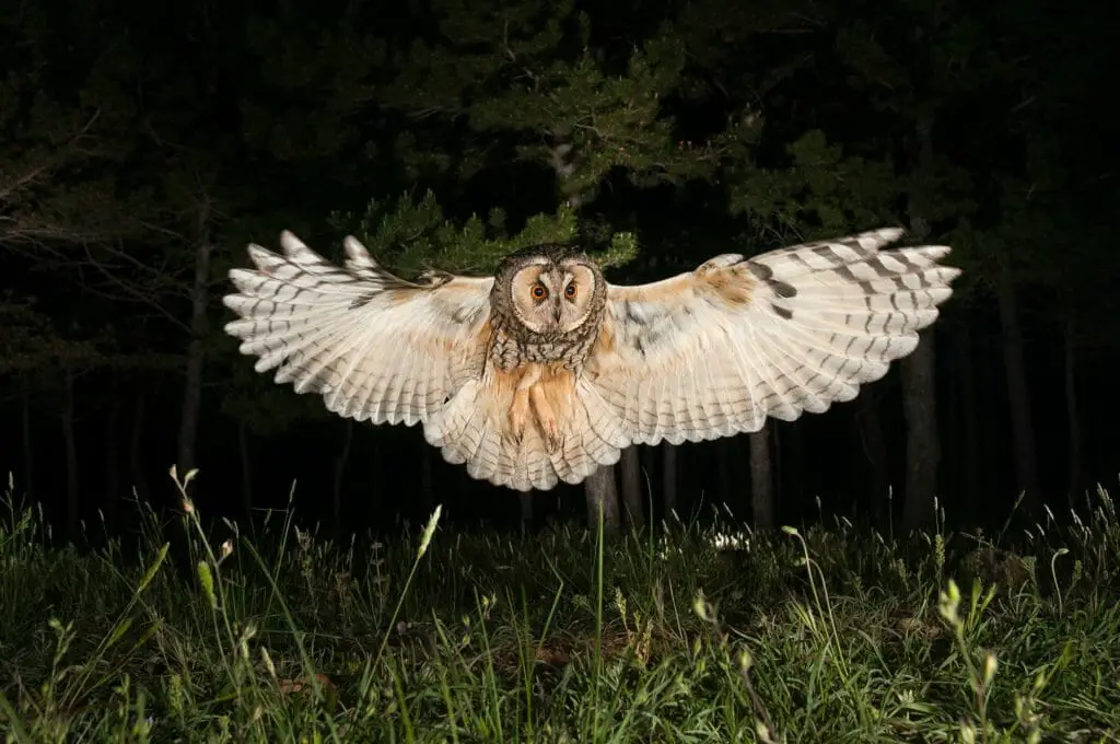 Do Owls Hunt at Night Understanding the Night Time Activities of Owls