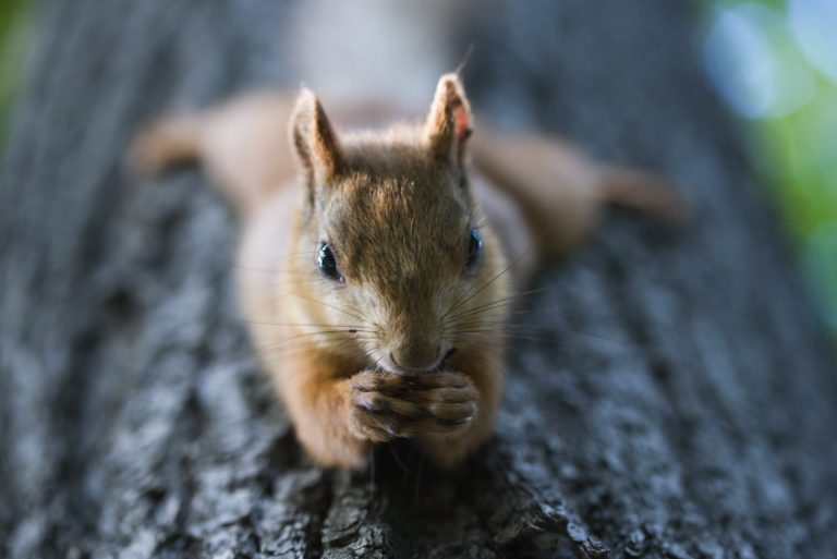 How to Catch a Squirrel Without a Trap: Your Must-Know Tips