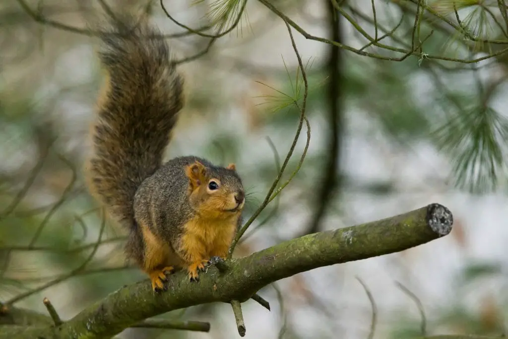 Where Does the Squirrel Live Facts About the Habitat of This Rodent