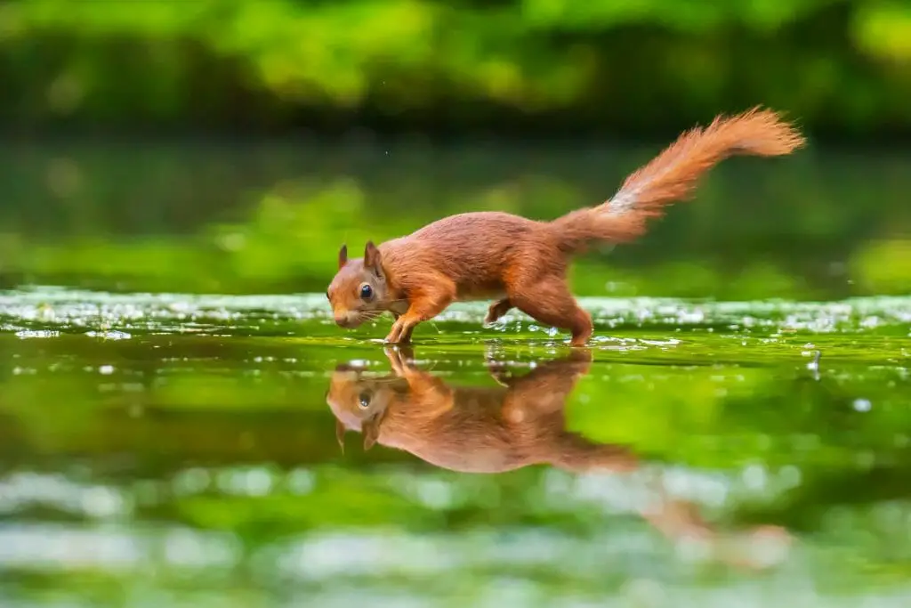Do Squirrels Drink Water How Squirrels Stay Hydrated DiscoveryNatures