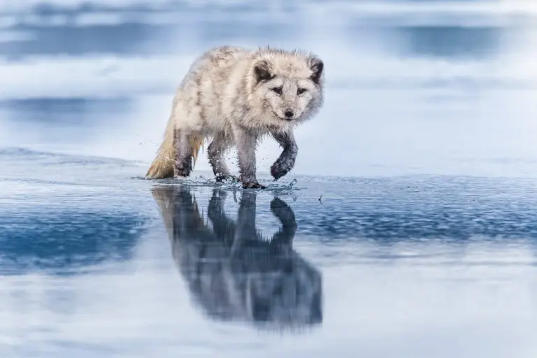 Where Do Arctic Fox Live: Native Habitat, Distribution, and Population