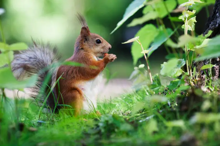 How to Get a Squirrel Out of Attic: Tips in Keeping Your Attic Squirrel-Free