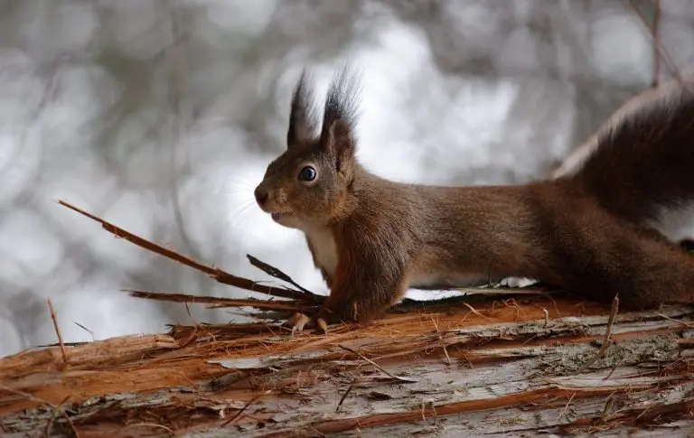 Do Squirrels Eat Birds: A Guide to Keeping Backyard Birds Safe From Squirrels