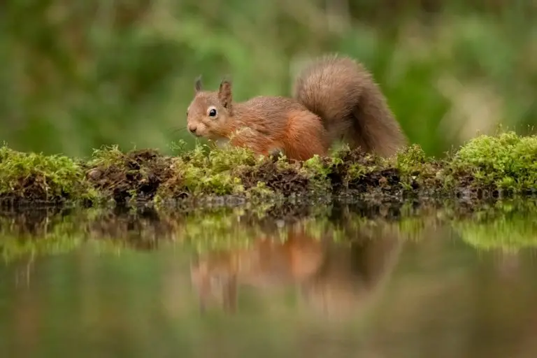 Can a Squirrel Swim: The Swimming Ability of Squirrels