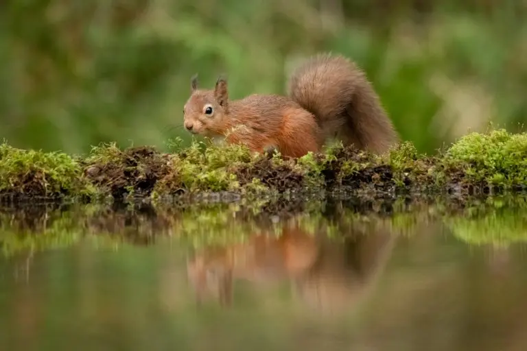 Can a Squirrel Swim: The Swimming Ability of Squirrels