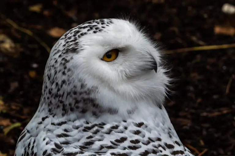 Can an Owl Turn Its Head 360 Degrees: A Common Misconception?