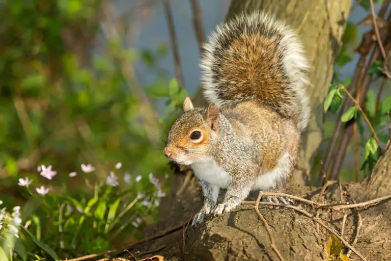Largest Squirrel in the World: The Biggest Species and Amazing Facts About Them!