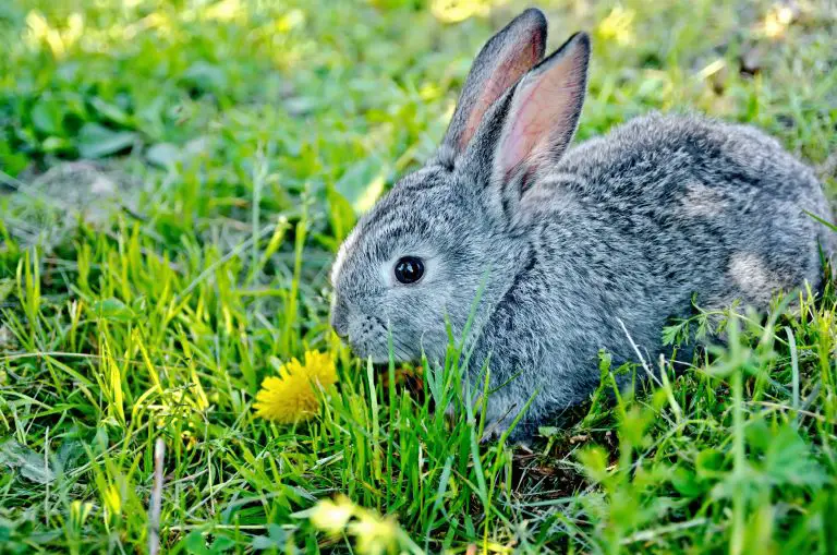 Where Do Rabbits Like to Be Pet: 5 Ways to Pet a Rabbit in Different Body Parts