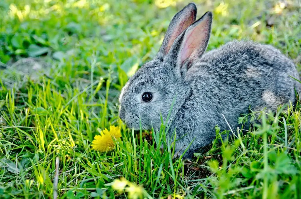 Where Do Rabbits Like to Be Pet 5 Ways to Pet a Rabbit in Different