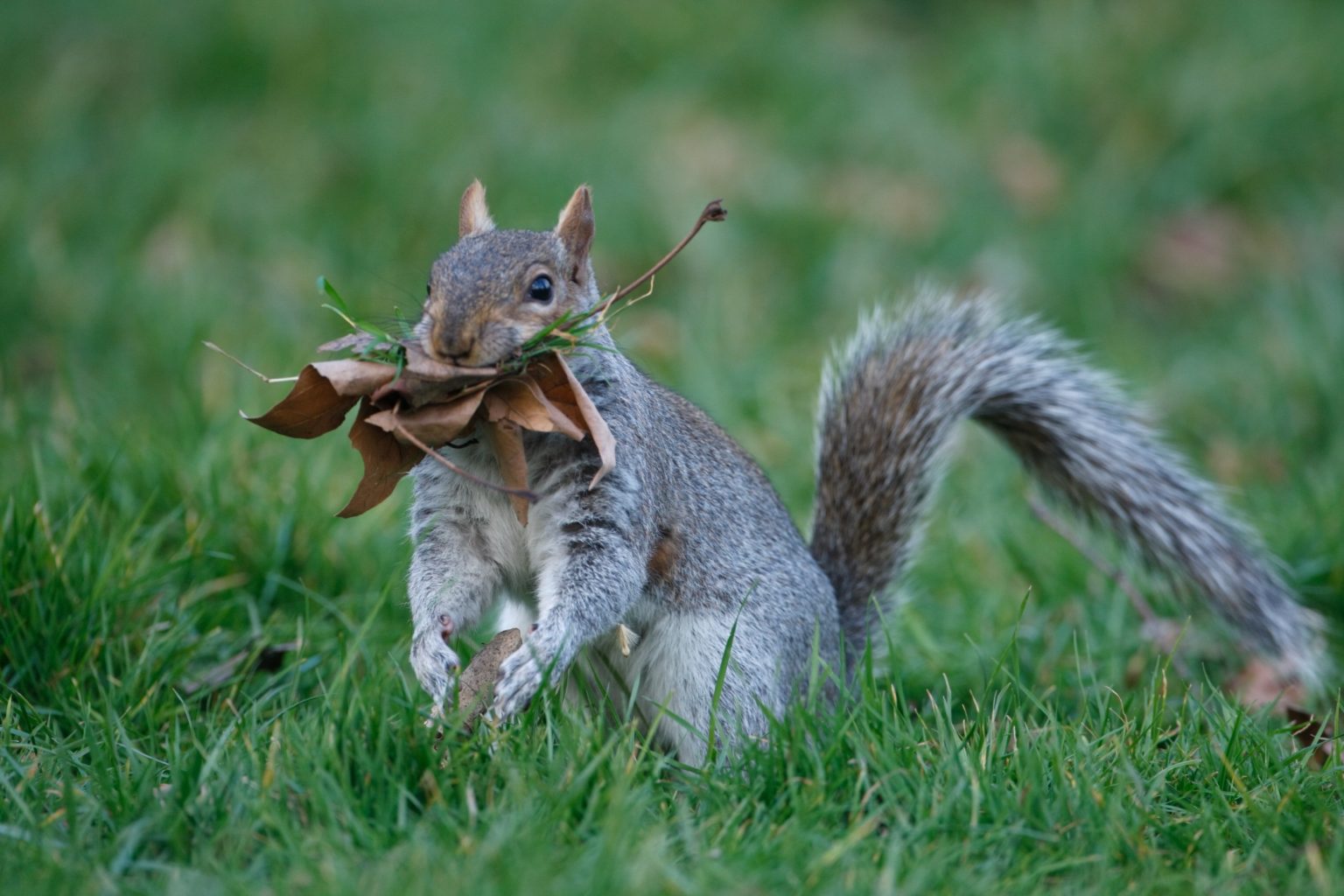 Do Squirrels Have Nest Interesting Facts and Trivia DiscoveryNatures