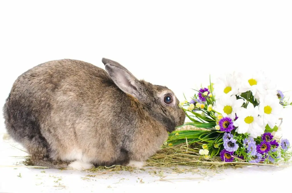 Do Squirrels Eat Flowers Flowers That Squirrels Love to Munch