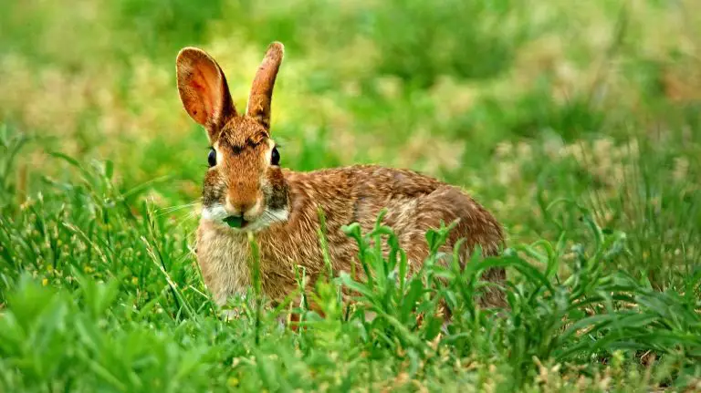Where Do Rabbits Live in the Wild: Understanding How Rabbits Live in the Wild