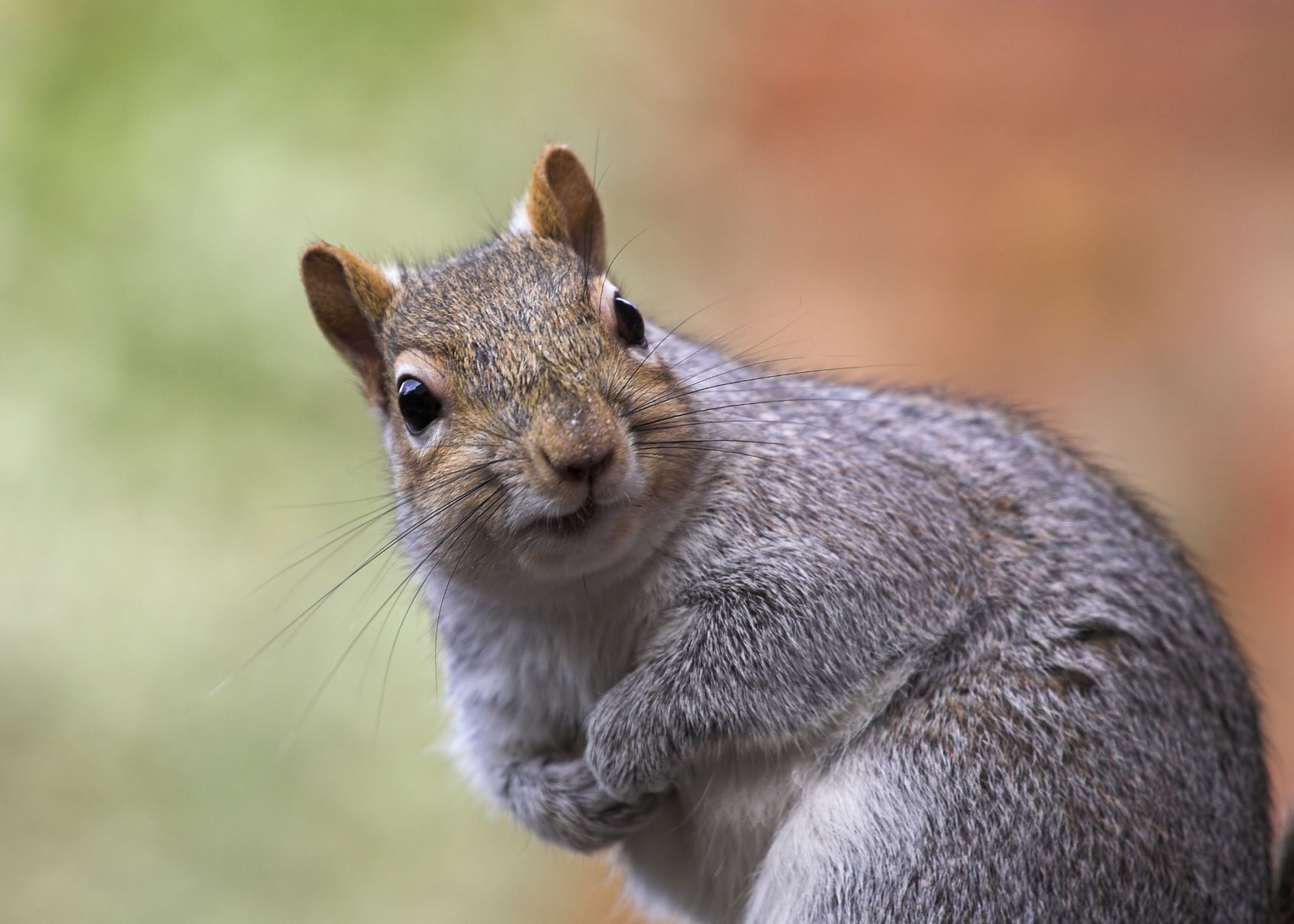 Where Does the Squirrel Live: Facts About the Habitat of This Rodent