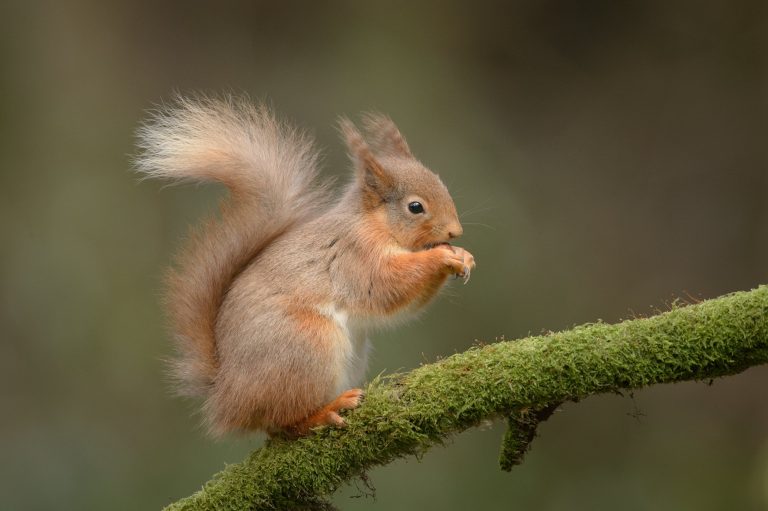 Do Squirrel Bite: What to Do If You Get Bitten?