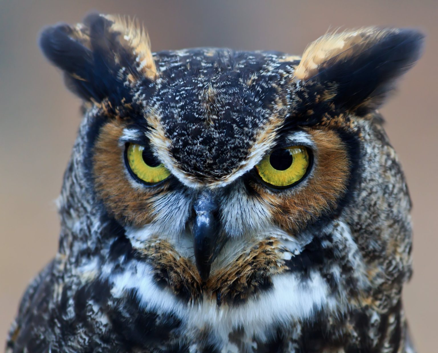 Do Owls Live in the Desert Type of Owls and Their Predators