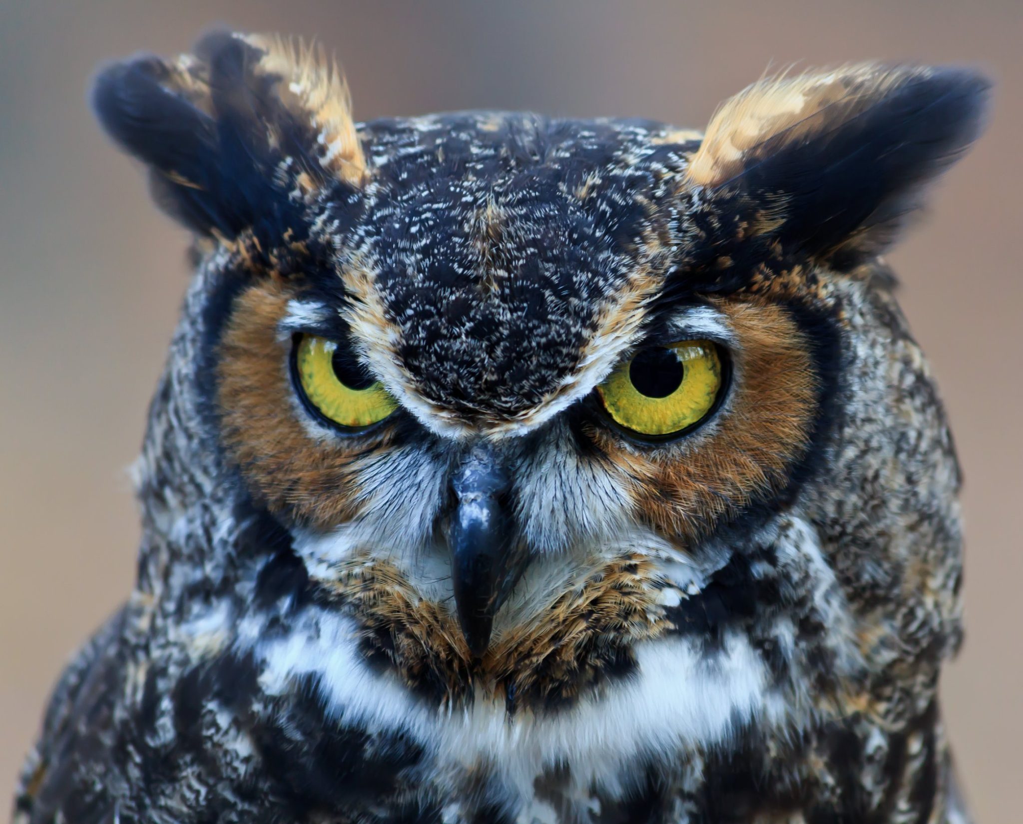 Do Owls Live in the Desert Type of Owls and Their Predators