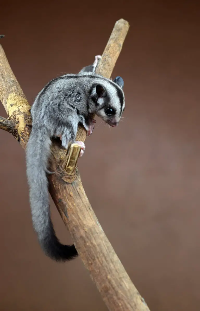 Where Do Flying Squirrels Live: The Habitat and Behavior of Flying Squirrels
