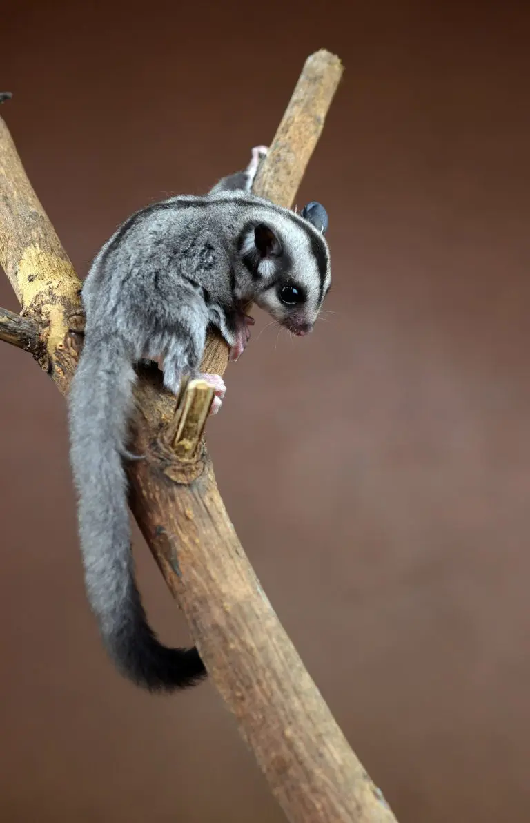 Where Do Flying Squirrels Live: The Habitat and Behavior of Flying Squirrels