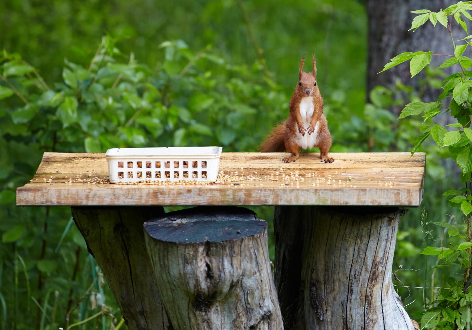 How to Keep Squirrels Out of Flower Pots Tips for Keeping Squirrels