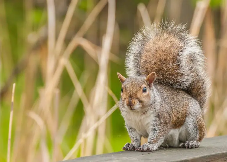 When Is Squirrel Mating Season: Fascinating Facts About Their Mating