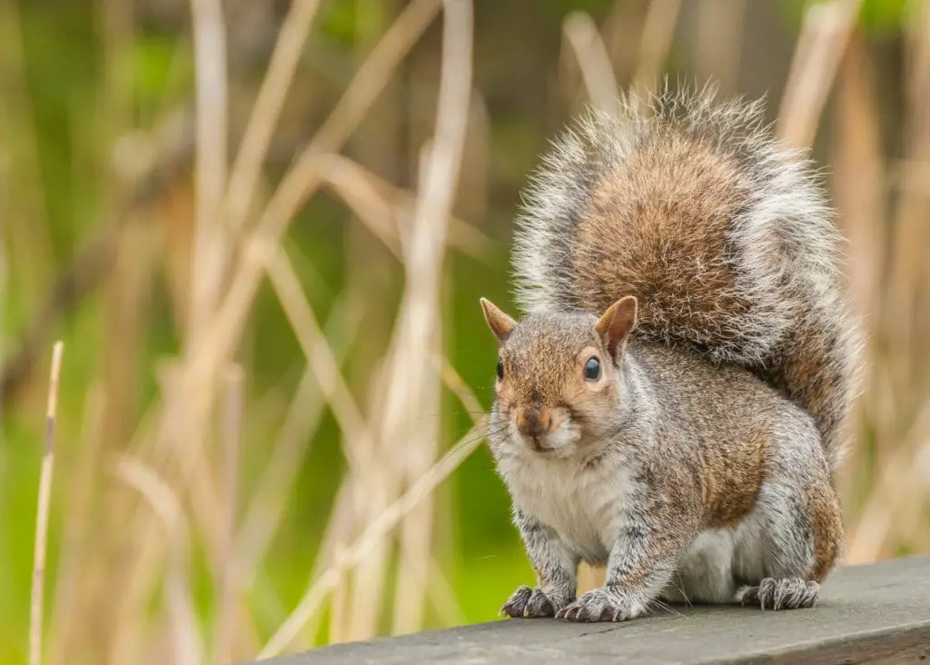 When Is Squirrel Mating Season Fascinating Facts About Their Mating