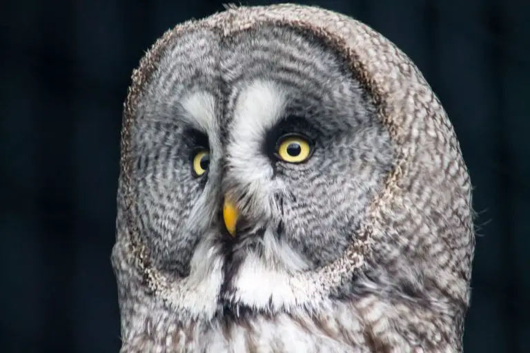 Worlds Biggest Owl: Facts About Some of the Biggest Owls in the World