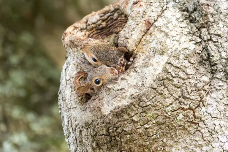 Where Do Squirrels Nest: A Peek Into Squirrels’ Home in the Wild