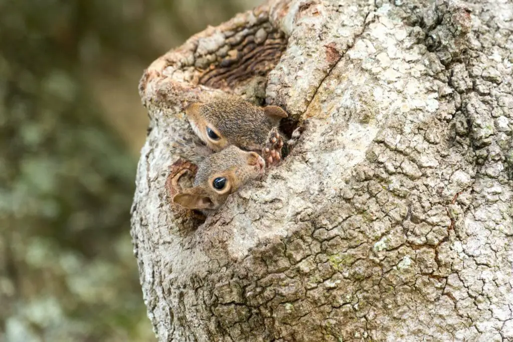 Where Do Squirrels Nest