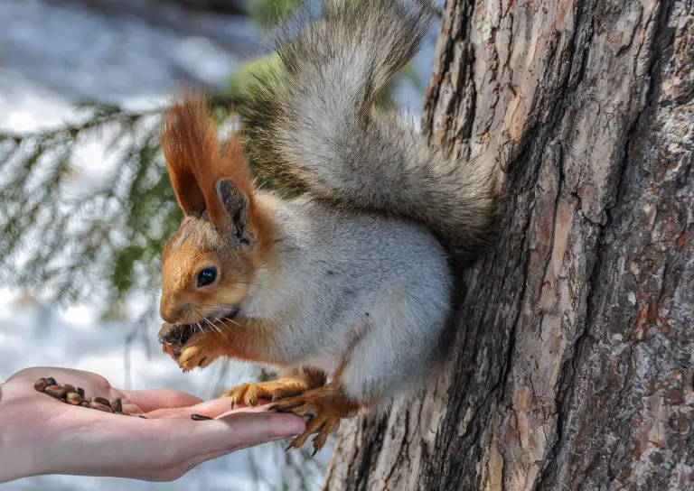 Do Squirrels Hibernate in the Winter: What Squirrels Typically Do During Wintertime