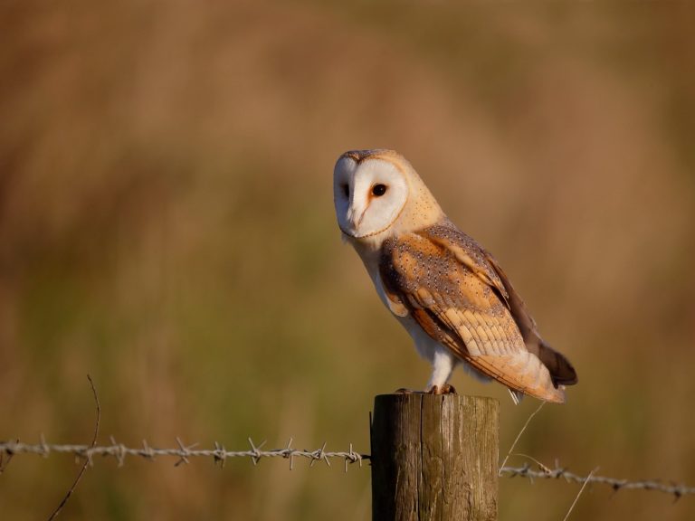 How Many Owl Species Are There: Getting to Know Different Types of Owl