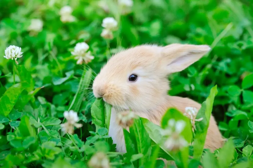 Can Rabbits Fart Understanding Gas Buildup in Rabbits DiscoveryNatures