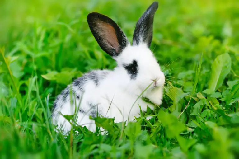 Can Rabbits Get Hiccups: Causes, Duration, and Tips