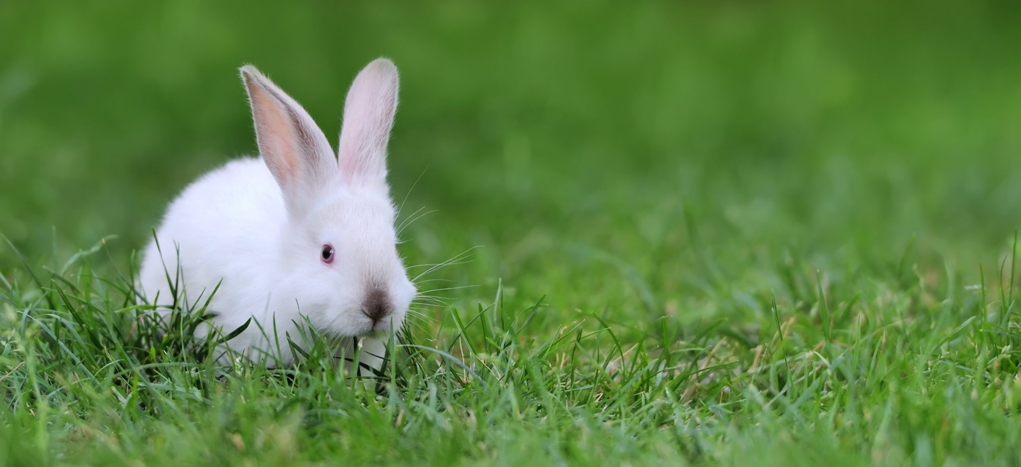 Do Rabbits Need Vaccination Keeping Your Pet Safe From Diseases
