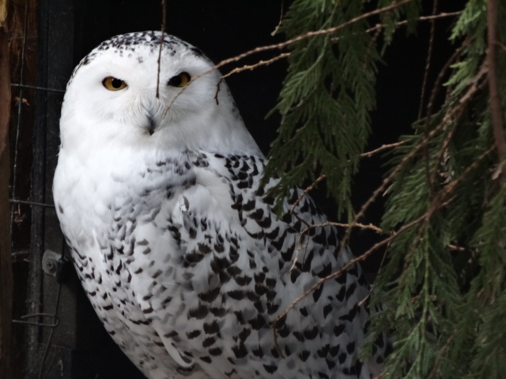 What Owl Says 'Who Cooks for You An Intriguing Sound Produced by a