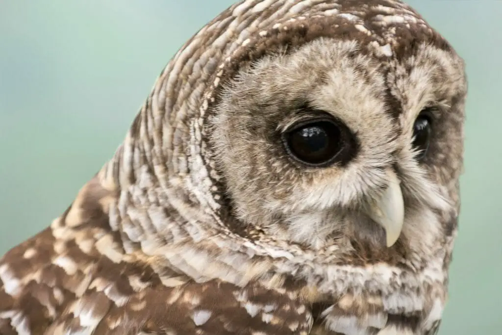 Owl That Sounds Like a Horse Eastern Screech Owls and the Interesting