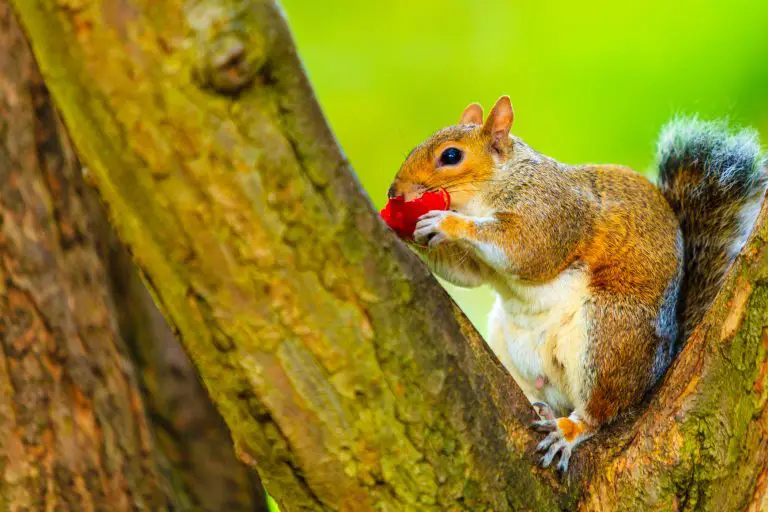 Do Squirrels Eat Apples: Tips for Feeding Apples to Squirrels or Preventing Them From Doing So